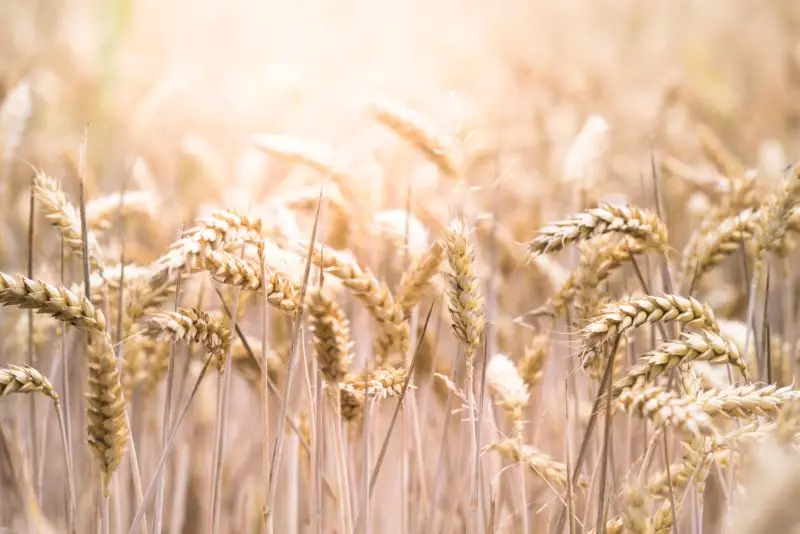 Rolnictwo ekologiczne – skąd wziąć zdrową żywność?