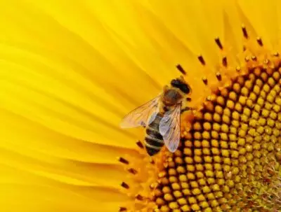 Sprzęt i narzędzia dla początkujących pszczelarzy – sprawdź, co będzie Ci potrzebne