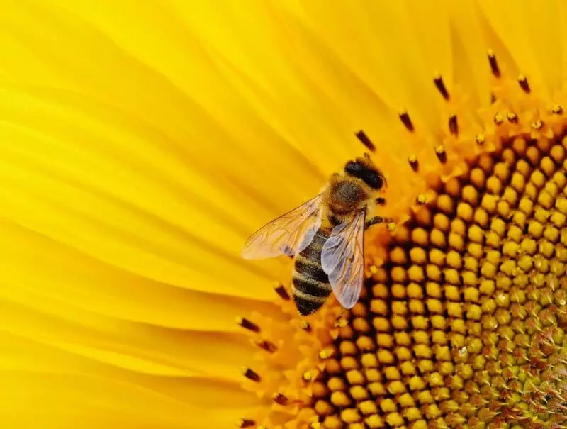 Sprzęt i narzędzia dla początkujących pszczelarzy – sprawdź, co będzie Ci potrze...