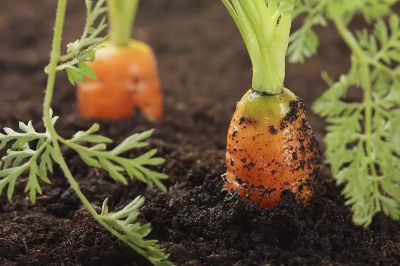 Ziemia do warzyw – która wspomoże Twoje sadzonki